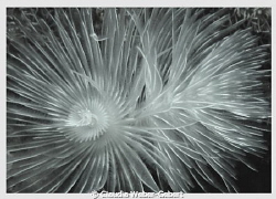 spirals by Claudia Weber-Gebert 